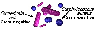 Gram-stain